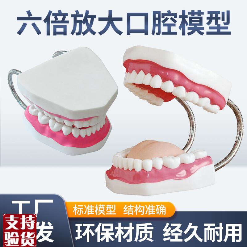 牙护理保健模型大号牙齿t清洁教学模具6倍放大口腔护理牙模型