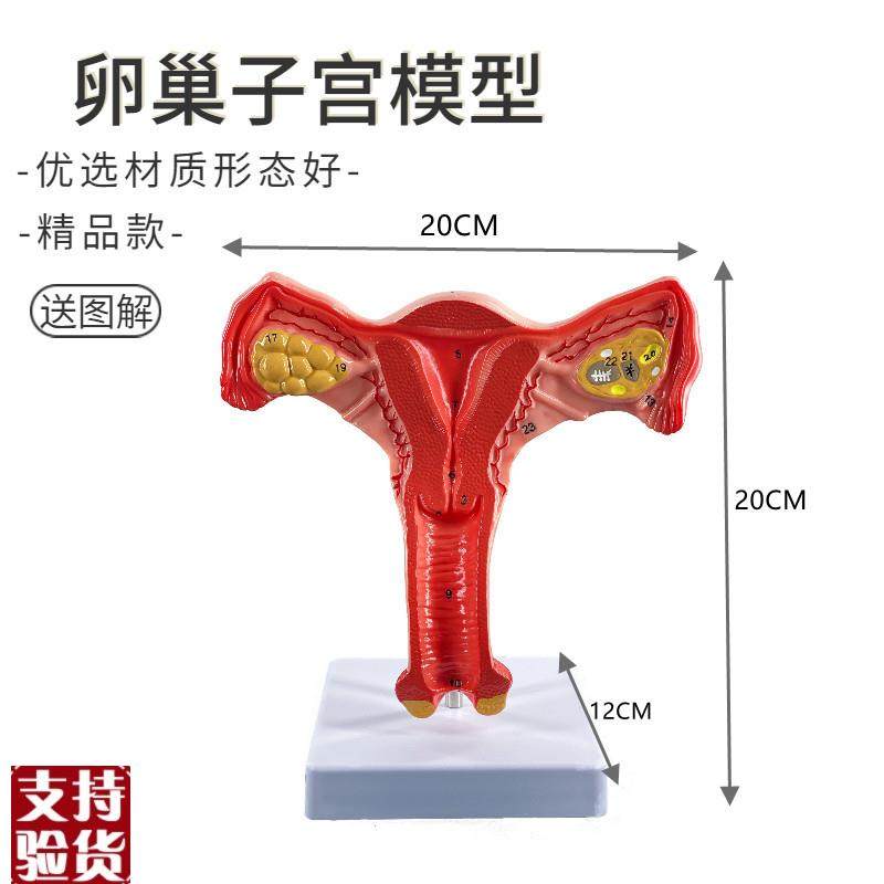 自然大女性生殖器官模型u阴道模型卵巢模型妇产科培训子宫模型