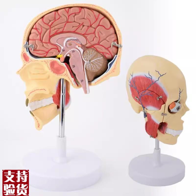 ENOVO颐诺人体咀嚼肌模型颞颌关节颌面部解剖肌肉U神经动静脉三叉