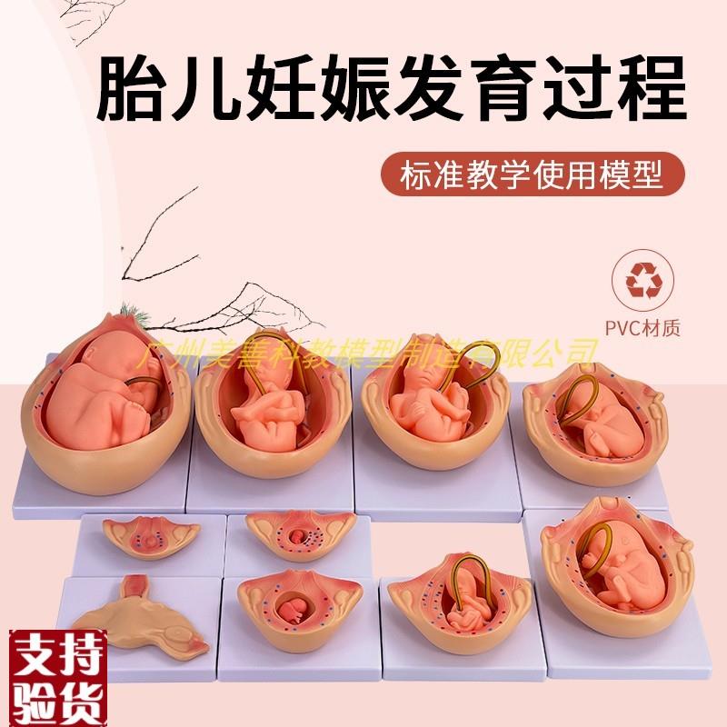 自然大妊娠胚胎发育o过程模型人体胚胎发育怀孕十月胎儿10件套
