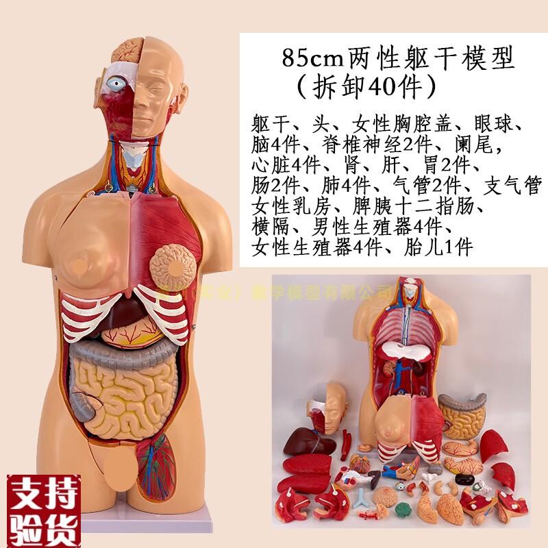 高级成人人体躯干附内脏可拆装模型40件人体内脏R解剖模型85CM高