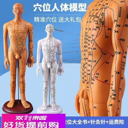 中医用人体针灸模型60CM教学经络穴位模型示教练习中医训练模型