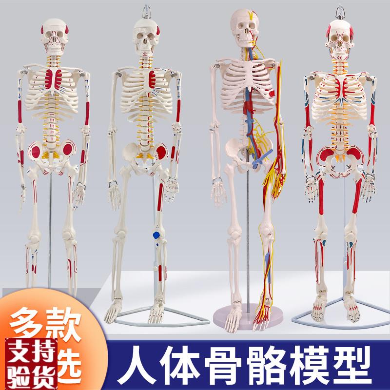 人体骷髅骨架g可拆卸医学迷你小型全身骨骼带肌肉解剖模型玩具摆