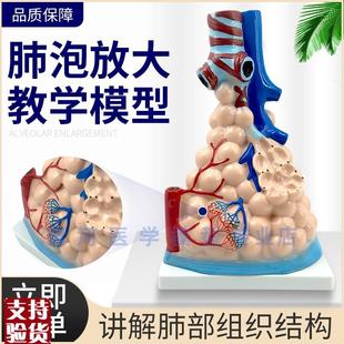 医学人体肺泡模型肺部放大模型肺H泡展示模型肺部教学模型