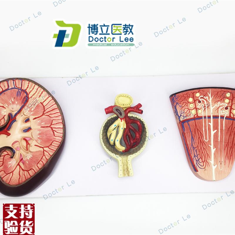 肾与肾单位模型肾小球模型泌尿系统解剖结构X模型医学肾脏