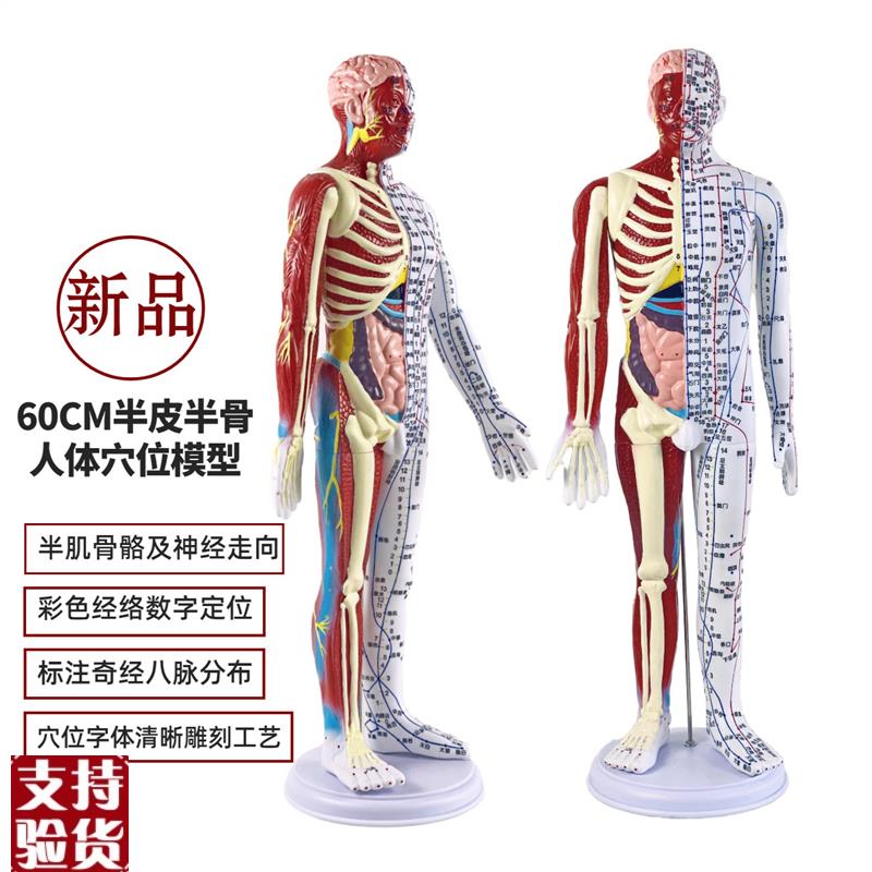 超清晰60CM人体针灸模型半肌肉骨骼内脏模型中医经.络穴位模型