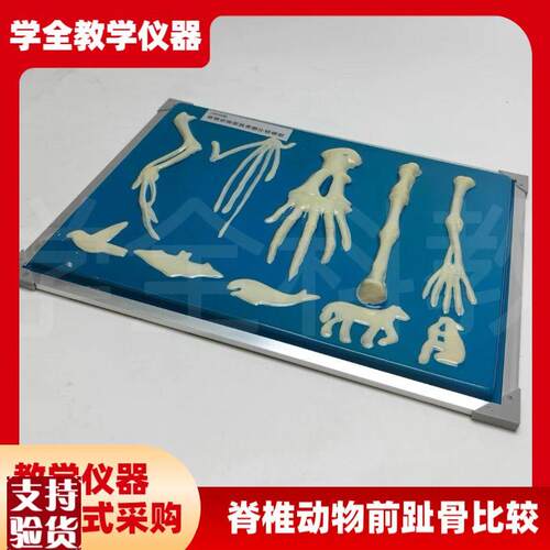 脊椎动物骨骼模型前肢标s本比较生物课实验展示器初中高中教学仪