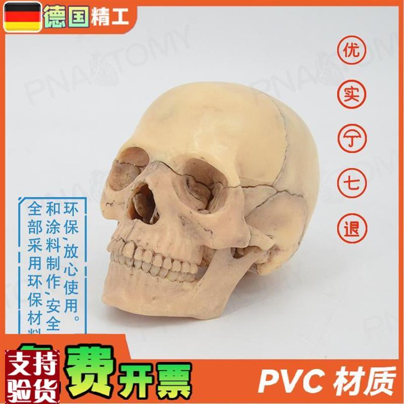 德国】颅骨小e骷髅头模型仿真人头骨原色可拆卸15部件美术临摹素