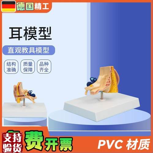 德国】PNT-06701耳模型1部件仿真I人耳耳朵模型人体耳朵解剖模
