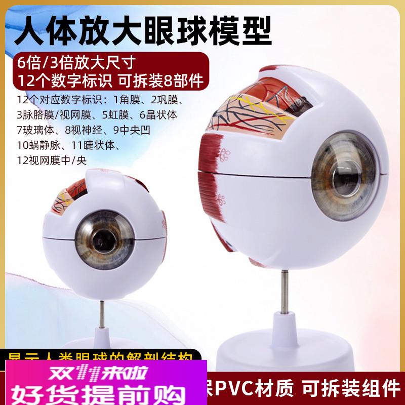 人体眼球眼部结构解剖放大模型可拆卸儿童仿真眼睛医学教学仪器具