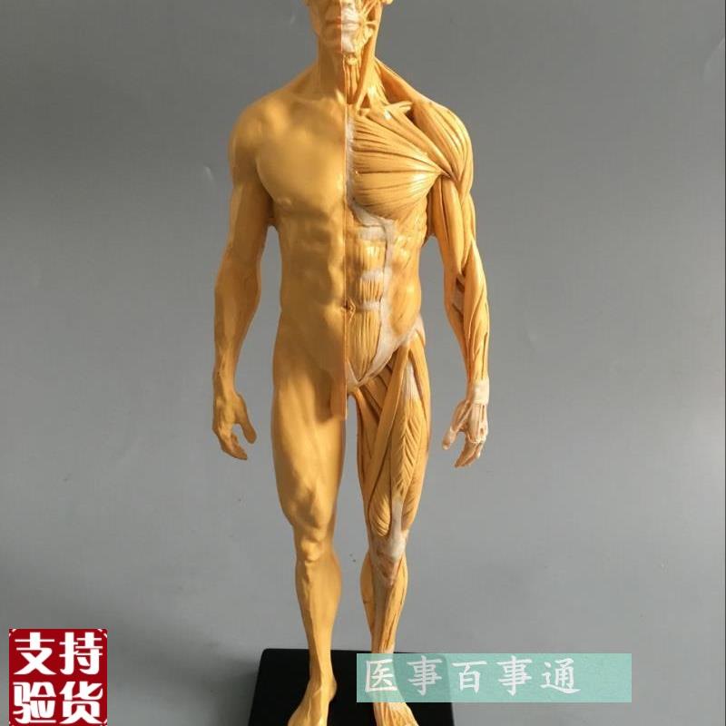 30cm艺用人体模型肌肉骨骼解剖人体结构美术模型CG绘Z画雕塑教学