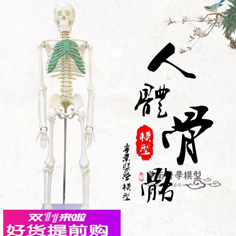人体 骨架模型 85CM 人体骨骼模具 人体脊柱脊椎模型医用美术