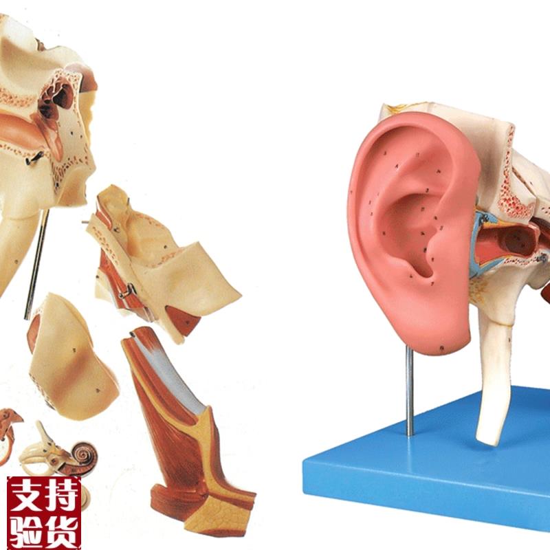 颐诺正品人d体医用耳解剖模型内耳中耳外鼓膜五官科颞骨耳鼻喉科