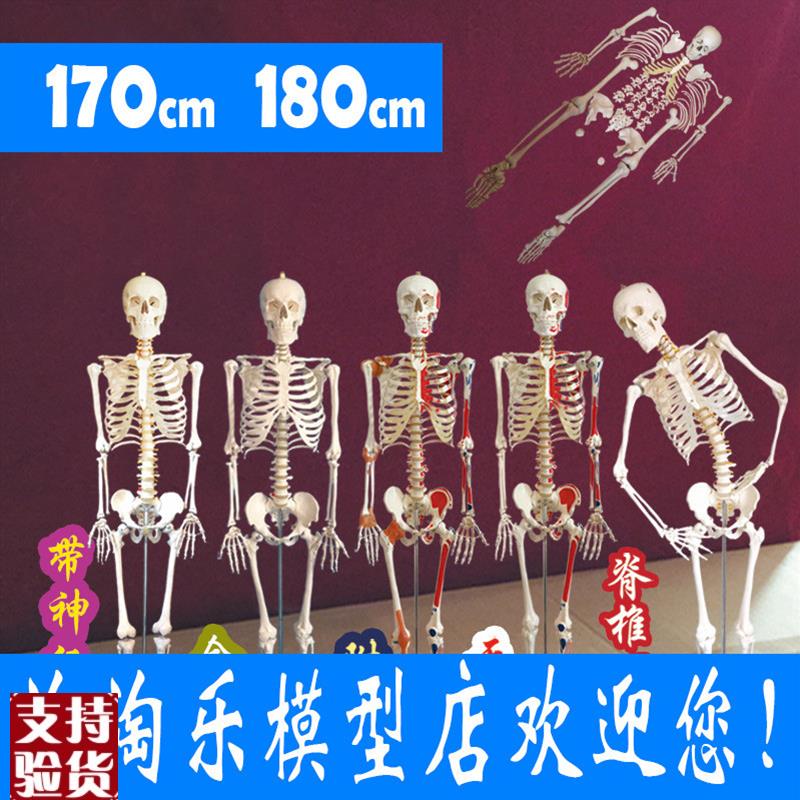 厂家直销170人体骨骼模型180cm韧E带神经骷髅骨架医用肌肉起止点8