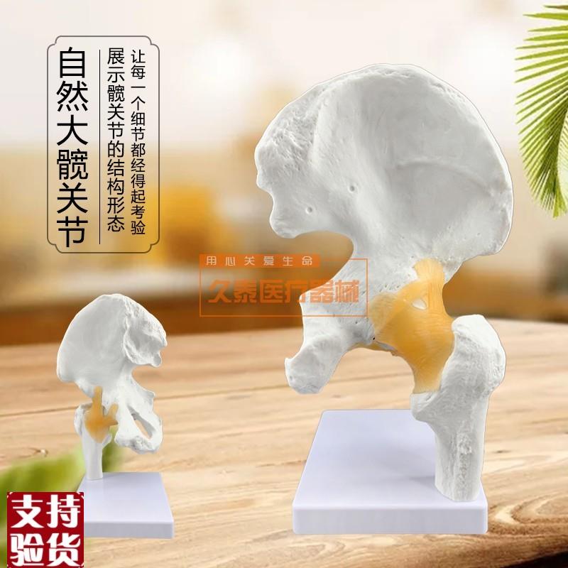 正品人体髋关节模型股关节模B型人体骨骼模型髋骨股骨头模型
