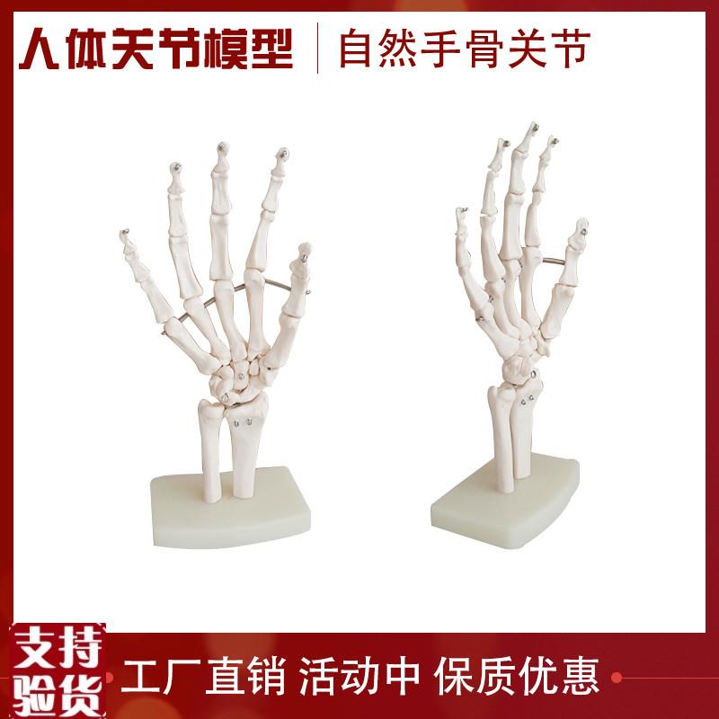 人体手关节骨骼模型骨骼骨架模型教学医J用人体标本模型解剖模型