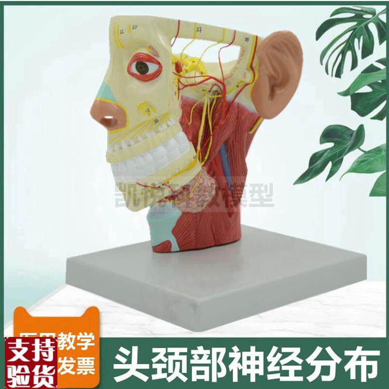 头面部神经分布模型颅脑深浅肌肉层动脉静脉12对S脑神经微整形医