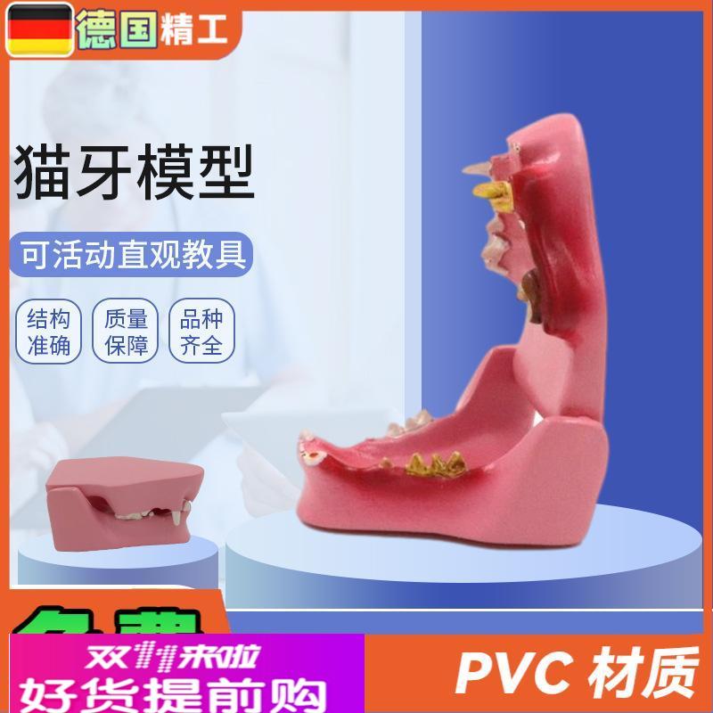 德国】PNT-2105 猫牙模型 猫口腔 病理口腔猫蛀牙 猫解剖猫解剖动