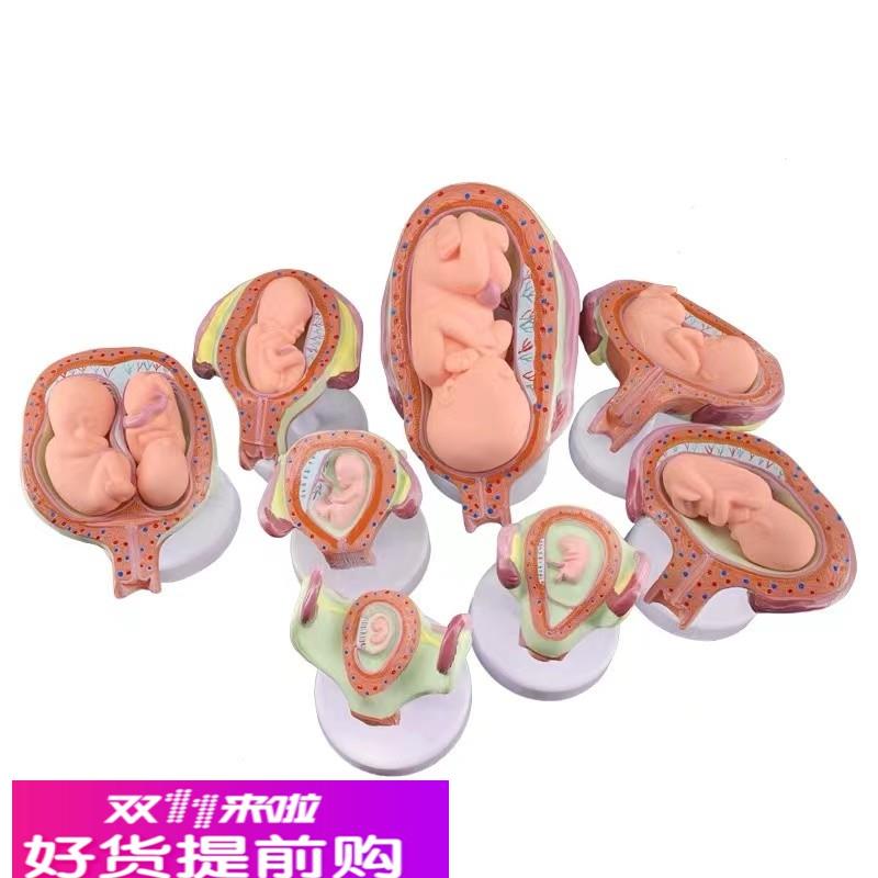 胎儿(胚胎)妊娠发育过程模型子宫脐带胎盘卵巢解剖教学模具8部件