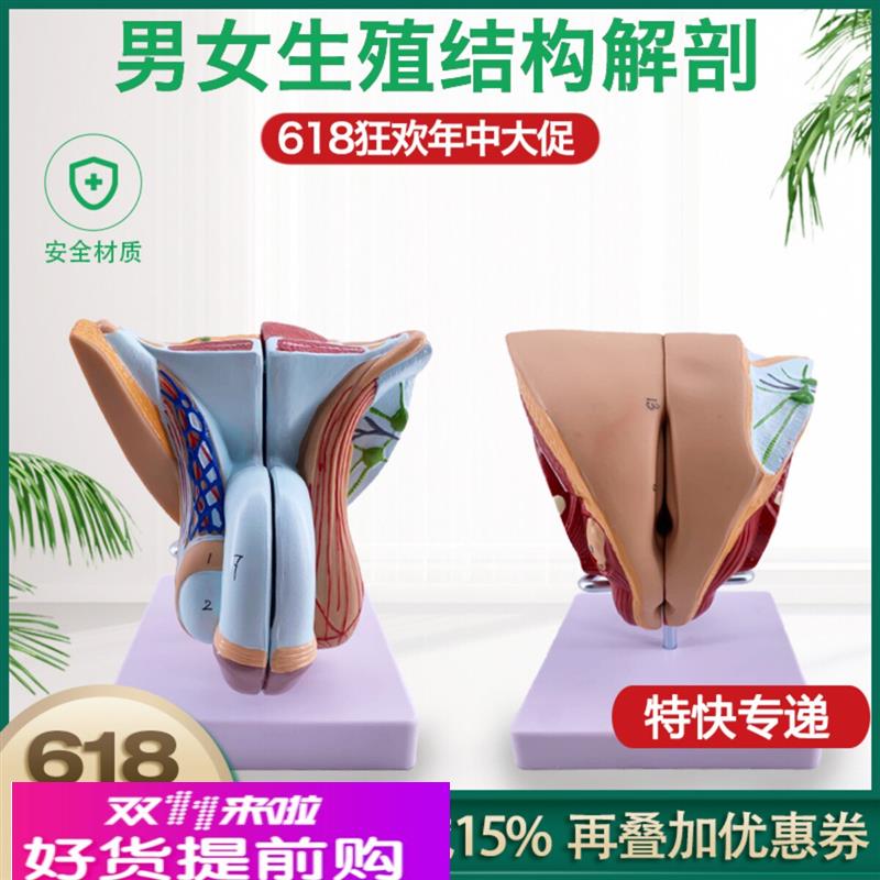 人体器官结构解剖模型可拆装男女性生殖矢装剖面医学教学演示教具