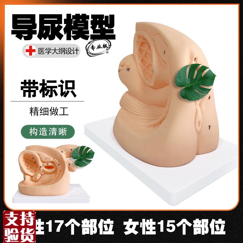 男女性导尿模型医院学校教学家政培训人体模型生殖X器官结构解剖