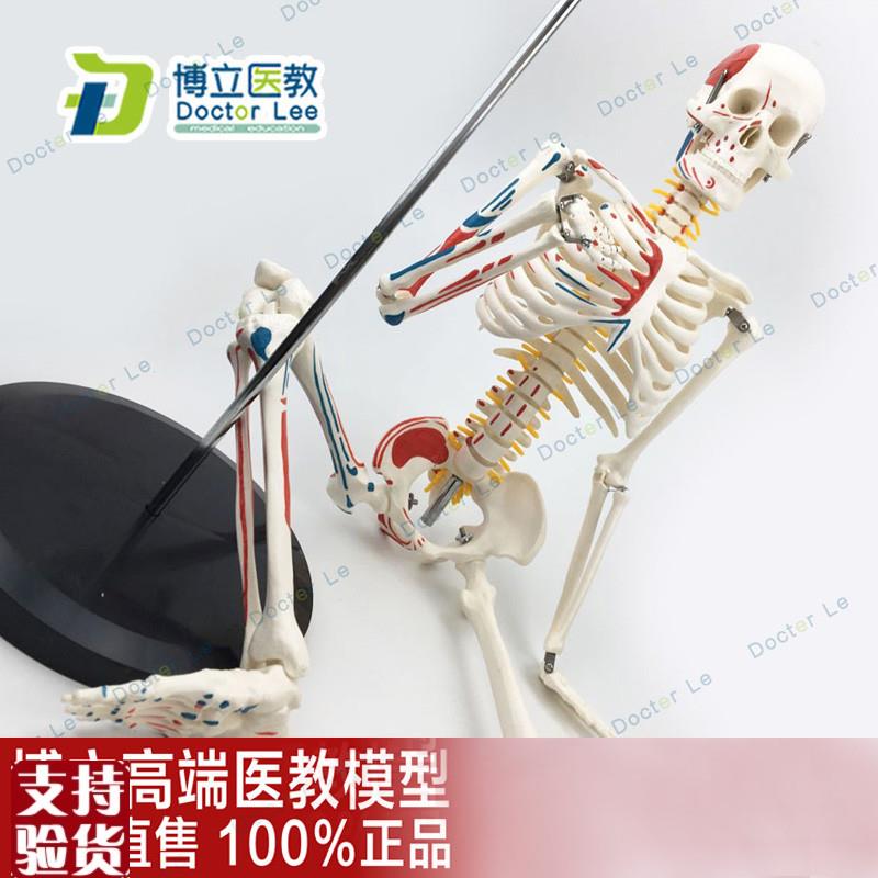 85cm人体骨骼模型医用教学模型有支架小Q骨架模型骨科可拆卸
