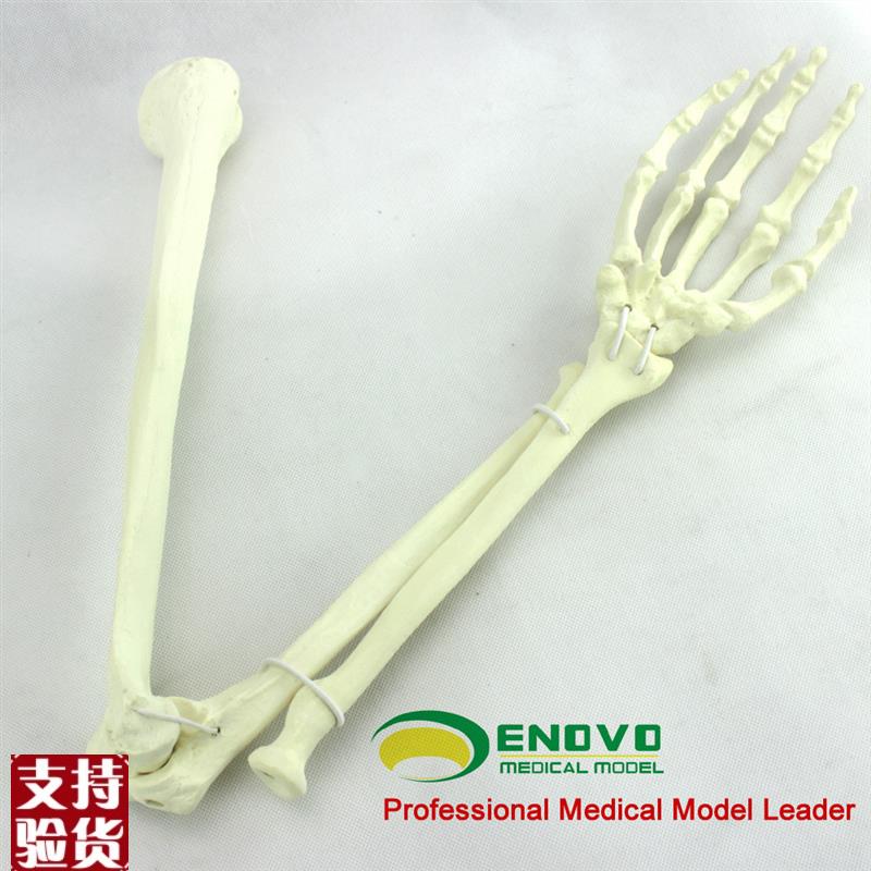 ENOVO颐诺i骨科手术摸拟上肢仿真骨模型人工皮质骨松质骨骨科钉