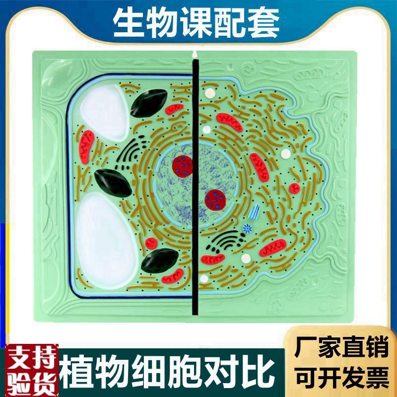 动植物细胞对比细胞器细胞核叶绿体植物细胞可X拆卸生物课用