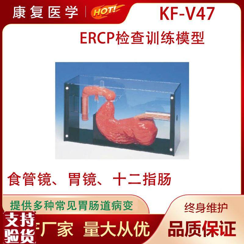 胃镜与ERCP训练模型洗胃检查标本人F体胃部造影术操作练习教学模