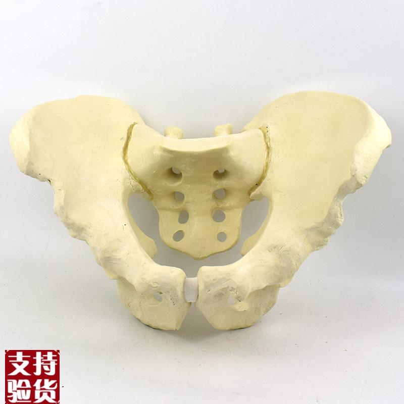 ENOVO颐诺仿真骨盆模型骨科手术摸拟骨盆骨折手术训.练骼骨髋骨