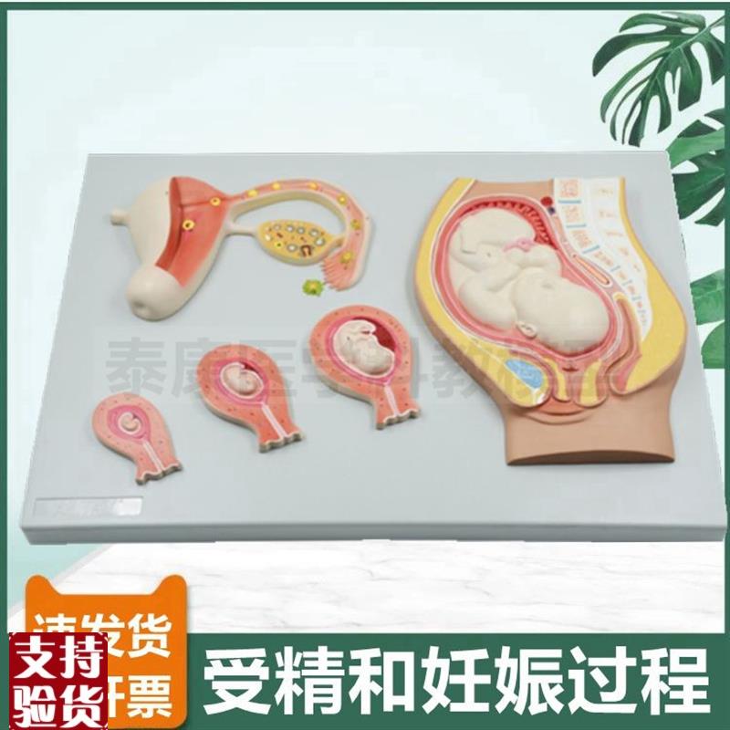 受精卵形c成模型精子卵子结合胚胎妊娠发育过程生殖产科教学染色