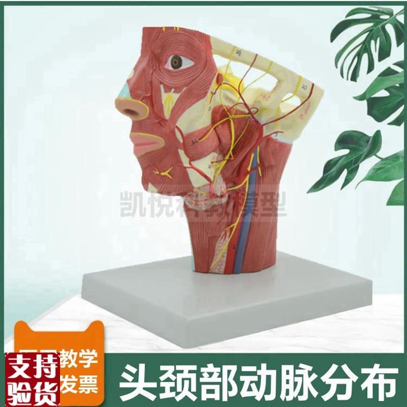 面部血管分布模型颈l部动脉深浅肌肉静脉12对脑神经颅牙科医美整