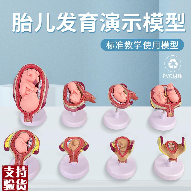 妊娠发育过程模型胚胎计划生育模型计生展示模型X胎儿模型子宫