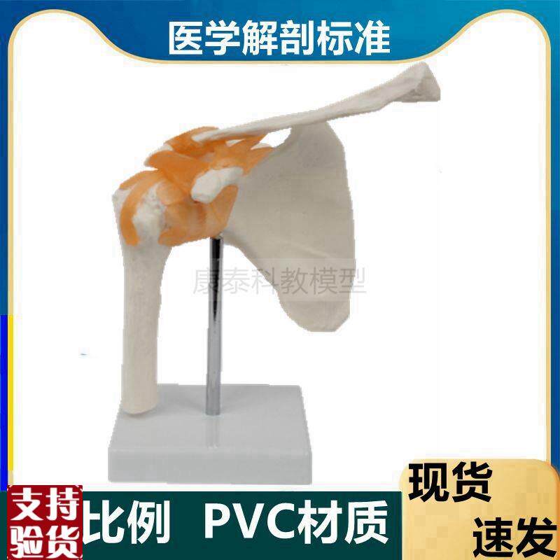 肩关节模型1比i1仿真肩部韧带骨骼康复功能医用肌肉起止点健身瑜