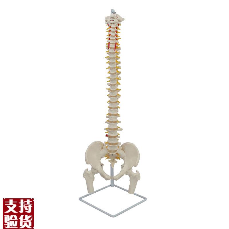 康泰教学模型g88厘米高人体脊柱带骨盆股骨骶椎正骨推拿康复瑜伽