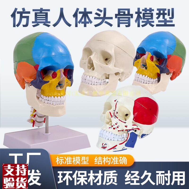 1比1头颅骷髅头骨模型医学解剖D头模标本人体解剖头颅艺用美术