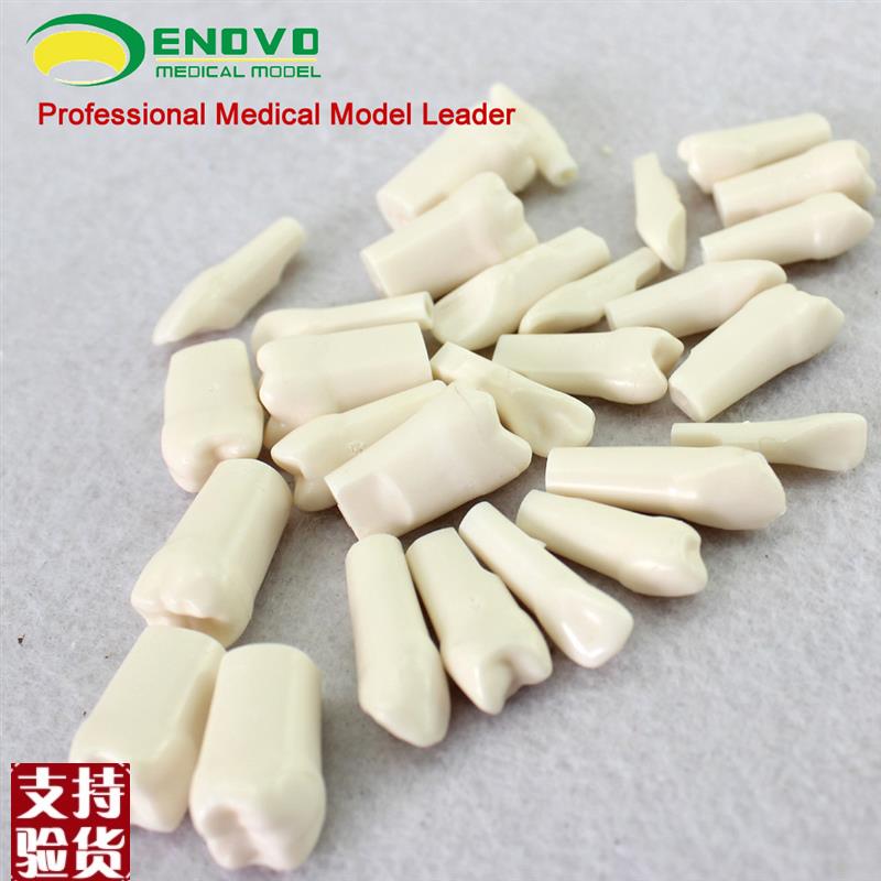 颐诺正品口腔齿科牙医备牙仿真B牙齿牙体制备窝洞备牙粒离体牙