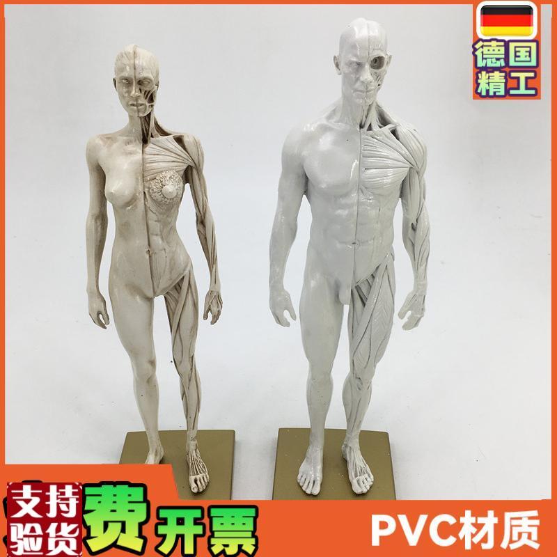 30cm绘画参考头骨模型半胸像艺用人体I肌肉骨骼解剖结构美术速写