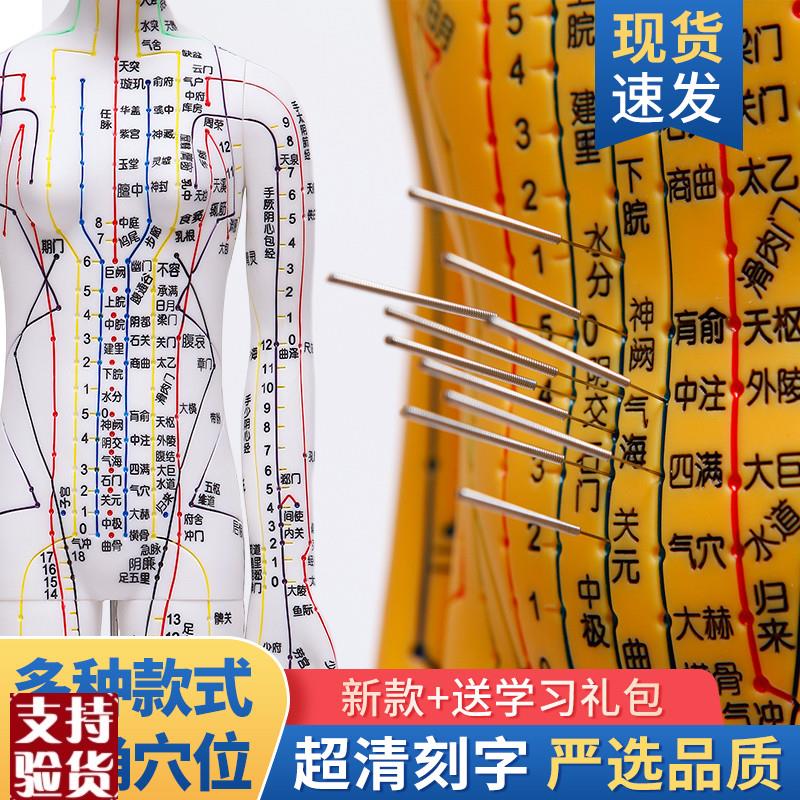 全皮彩白中医经络图针灸人体穴位模型按摩教学R全身男女超清晰刻