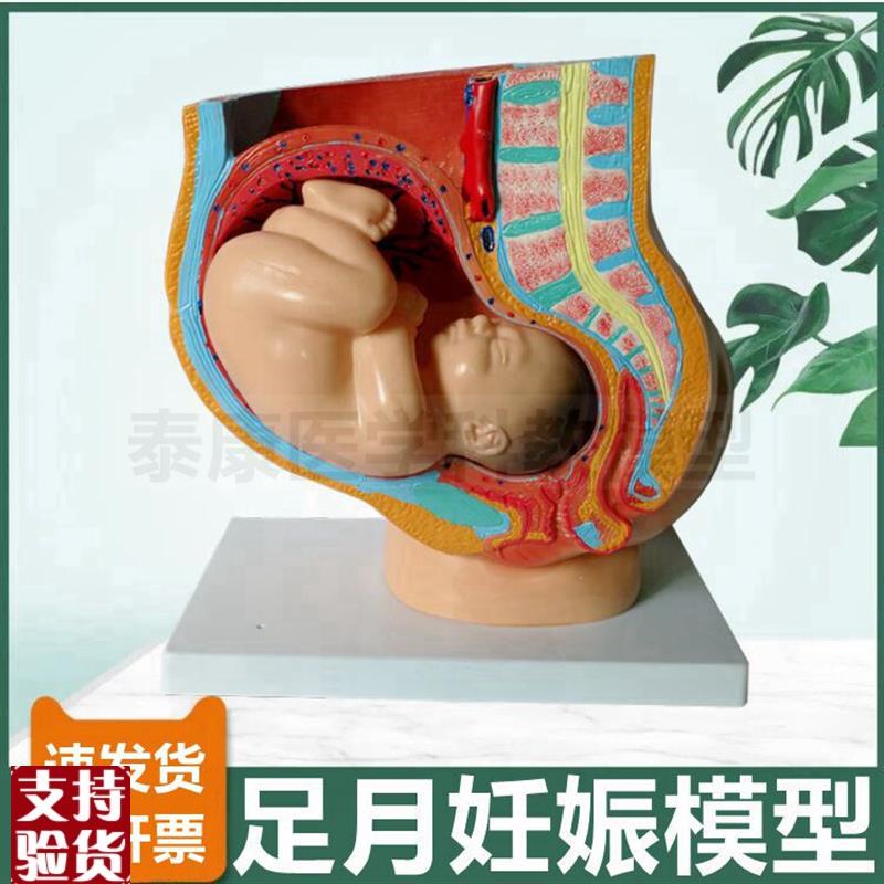 足月妊娠模型盆腔盆底子宫胎儿妇产科教学生殖R月子产后修复家政