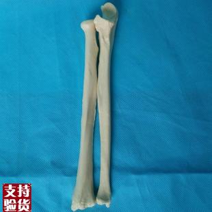 人体1:1桡骨l尺骨模型骨骼骨架模型医用教学模型