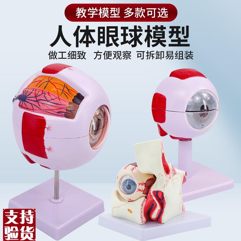 人体教学眼球解剖结构模型可拆卸儿童仿真眼N睛玩具医学眼部模型