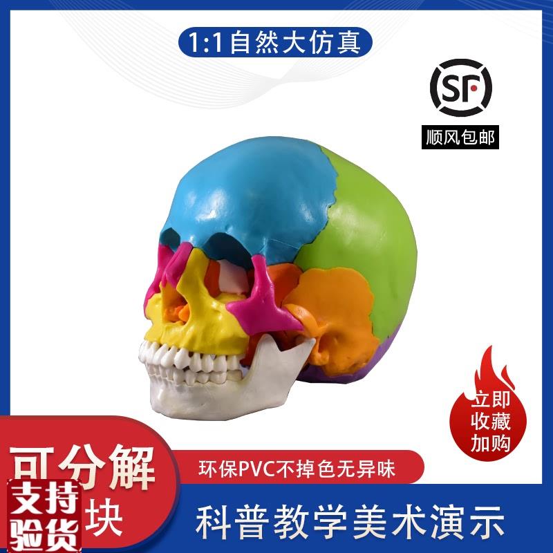 盼夕彩色头骨模型头m颅骨教学艺用口腔科教具人体玩具拆卸分解拼