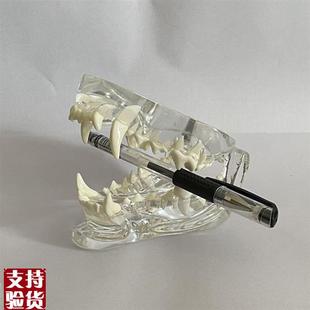 犬口腔模型透明水晶宠物医院兽医C教学模具狗牙齿上颚下颌骨动物
