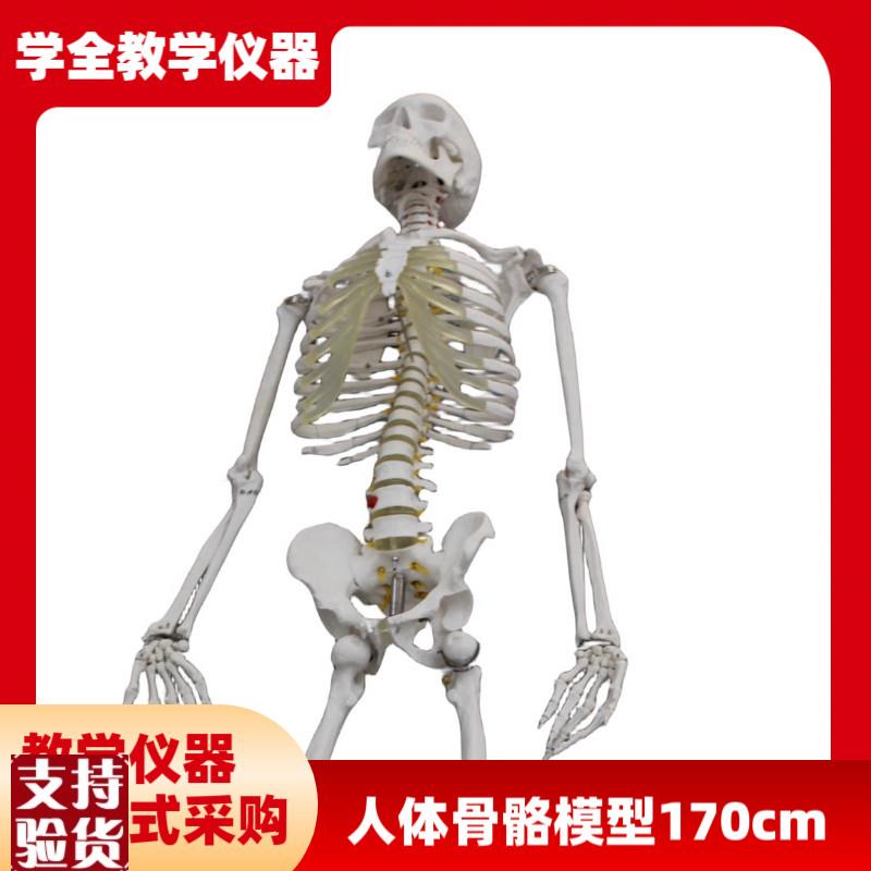 人体骨骼模型(170cm)拆卸医用骨头全身N骨骼小白肌肉解剖模型