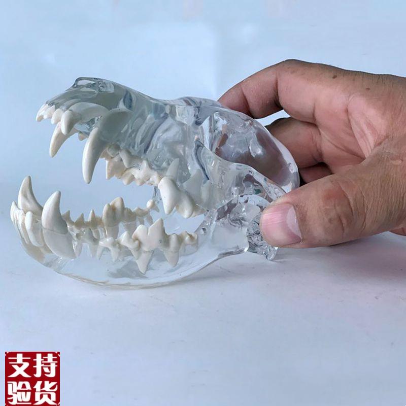 狗头骨模型水晶透明m艺术摆件装饰品犬科动物口腔牙齿兽医药促销