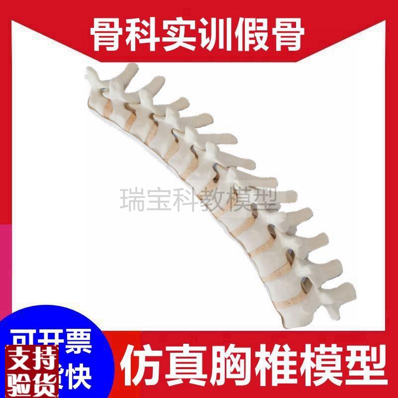 人体胸椎骨模型脊柱外科手术练习用假骨椎间盘神R经影像显影仿真