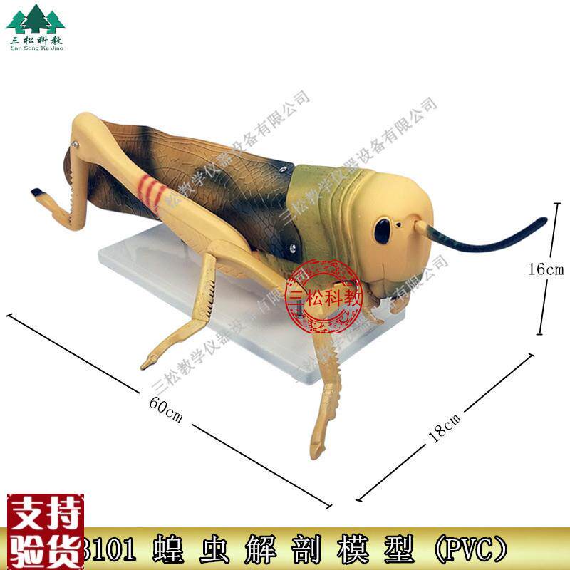 蝗虫解剖放大模j型昆虫模型可拆卸初中高中生物教学演示模型