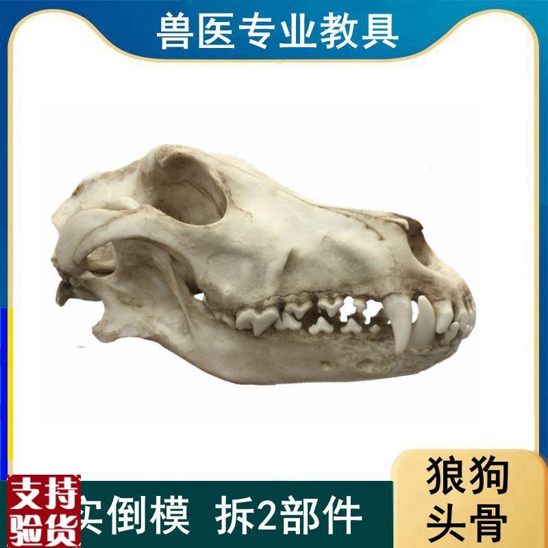 狼狗头骨模型真实倒模口腔牙齿下颌E骨活动仿真动物颅骨标本摆件