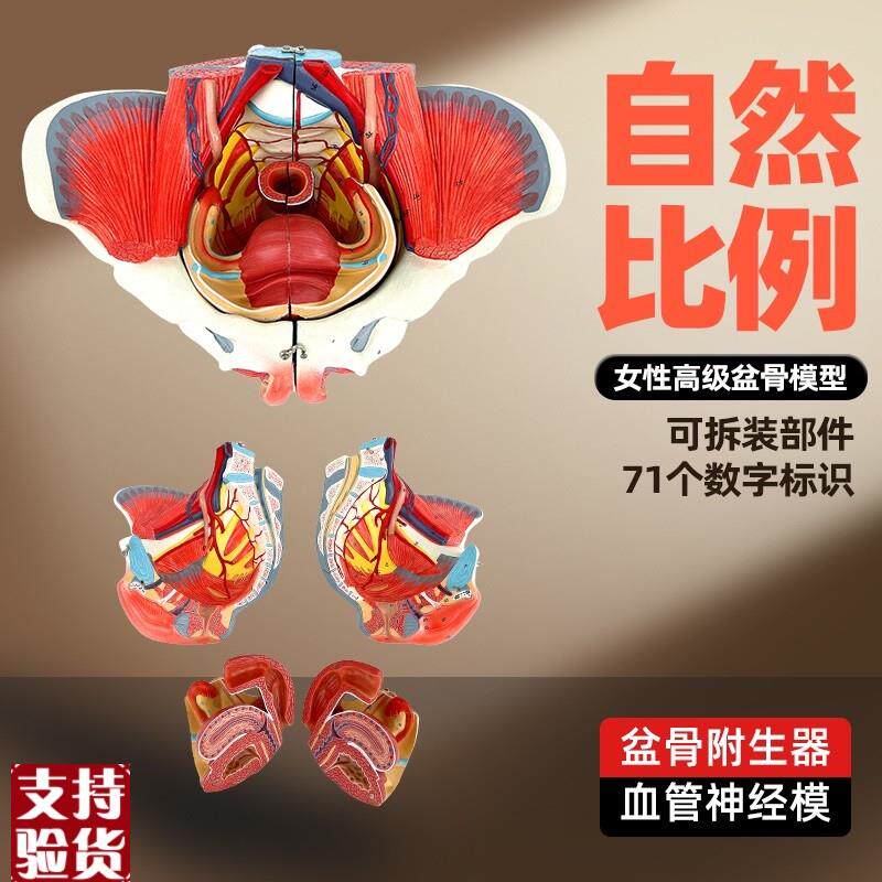 女性人体b骨盆附生殖器官血管神经肌肉解剖分娩演示教学盆底肌模